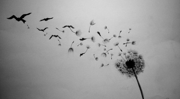 birds blackandwhite dandelion freedom