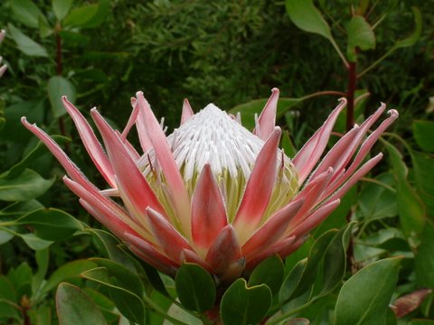 Protea cynaroides 4