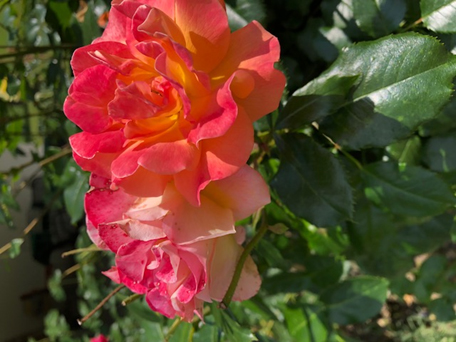 Rose MariaDoerig