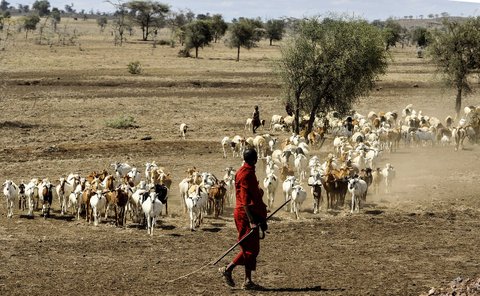 maasai herdsman