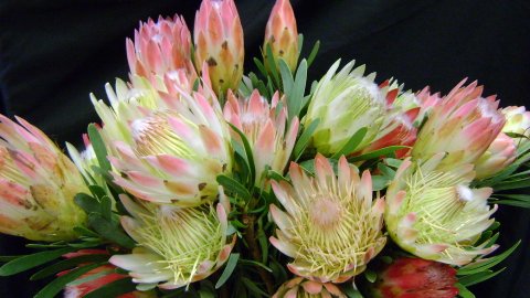 Proteas