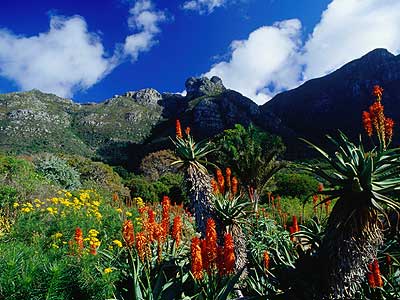 flora capetown