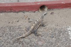 Iguana