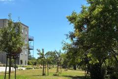 New-trees-2
