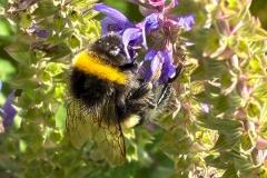 bumblebee