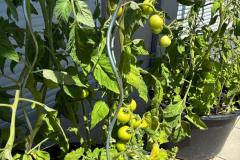 tomatoes