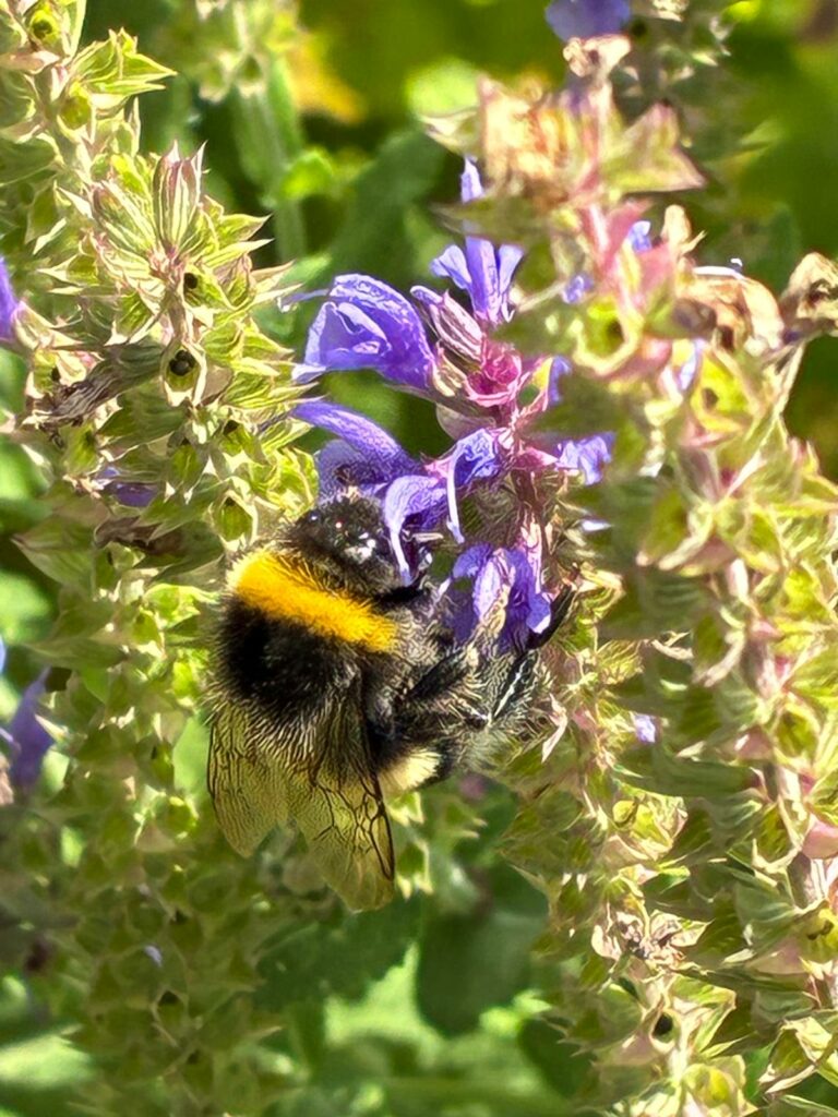 bumblebee 1