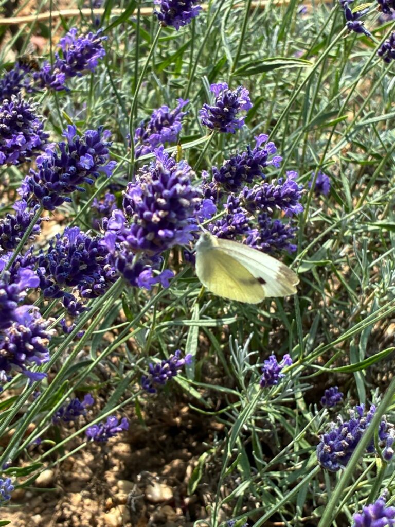 butterfly