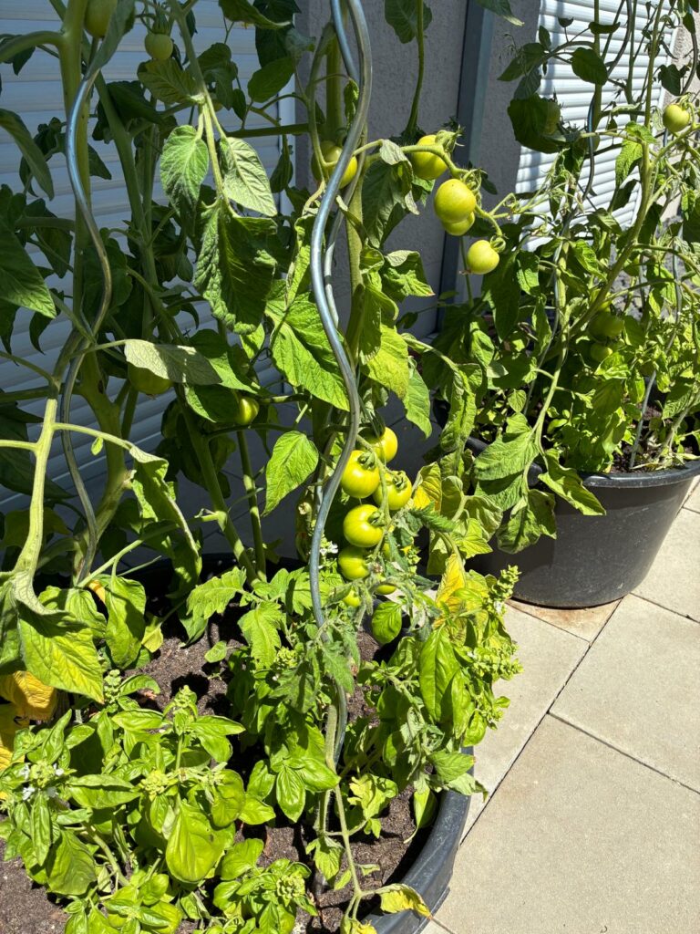 tomatoes
